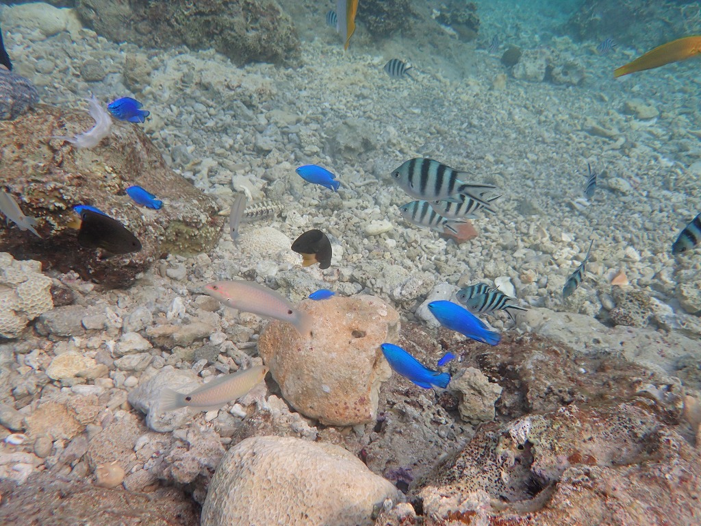 10月17日 熱帶魚線路體驗潛水