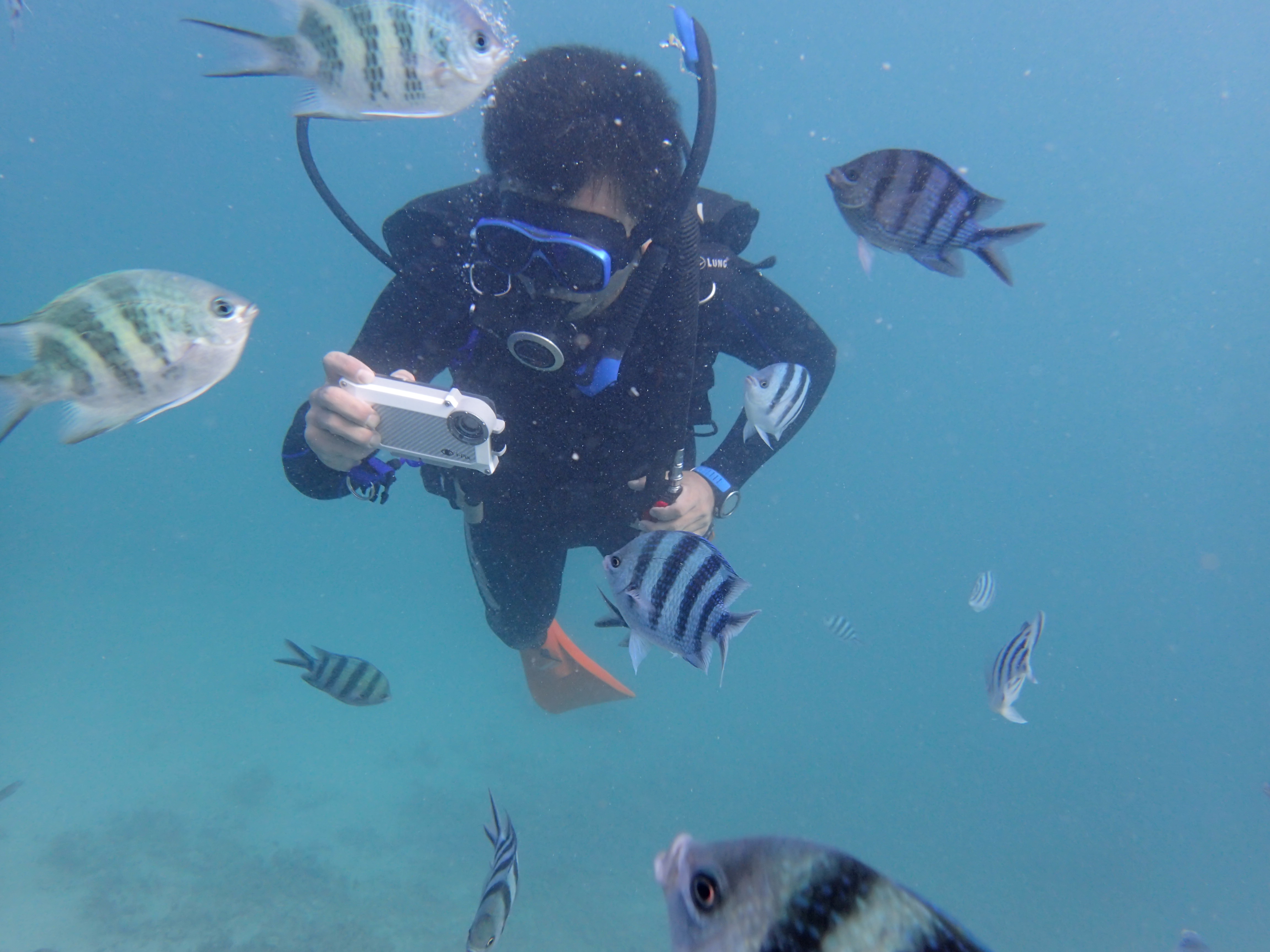 潛水拍到的熱帶魚錄像