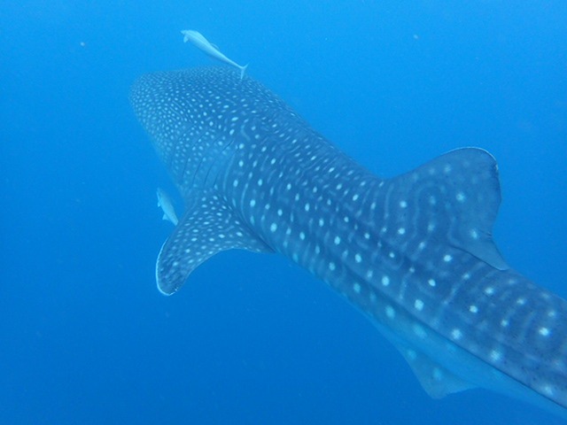 鯨鯊深潛