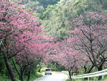在沖繩樱花盛开的季节