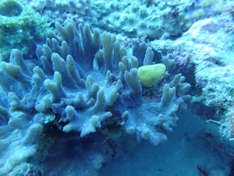 萬座的珊瑚