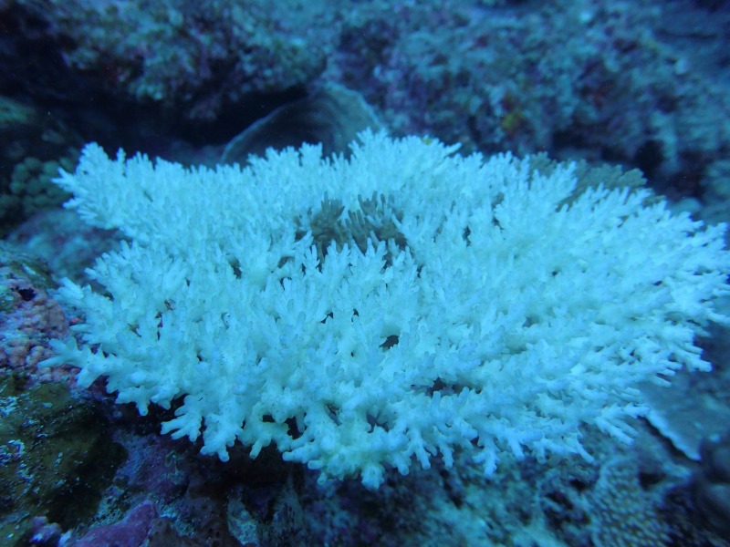 雪白的珊瑚樹