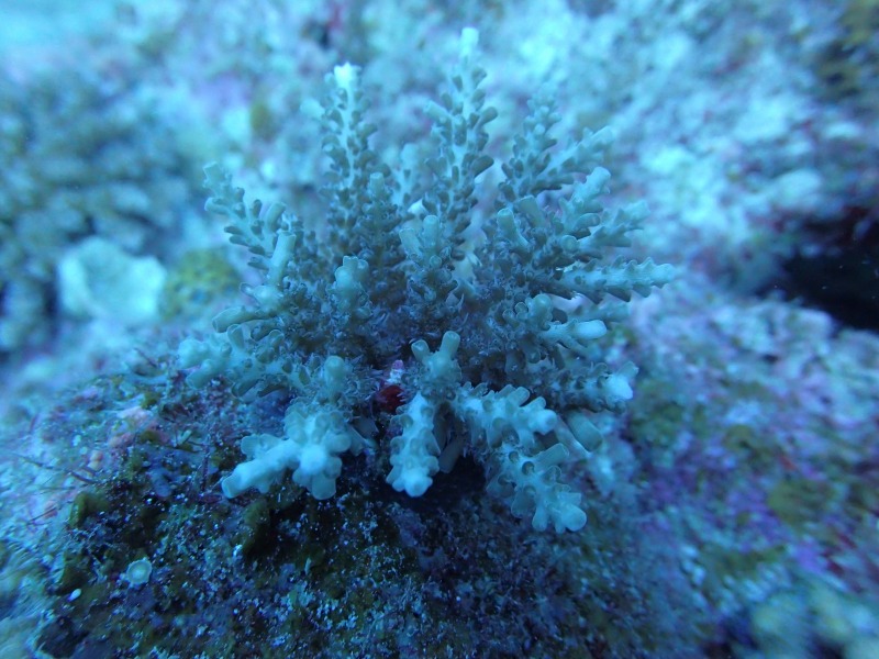 珊瑚的成長