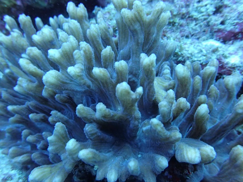 沖繩的珊瑚