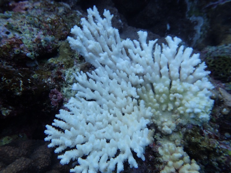 美麗的珊瑚樹