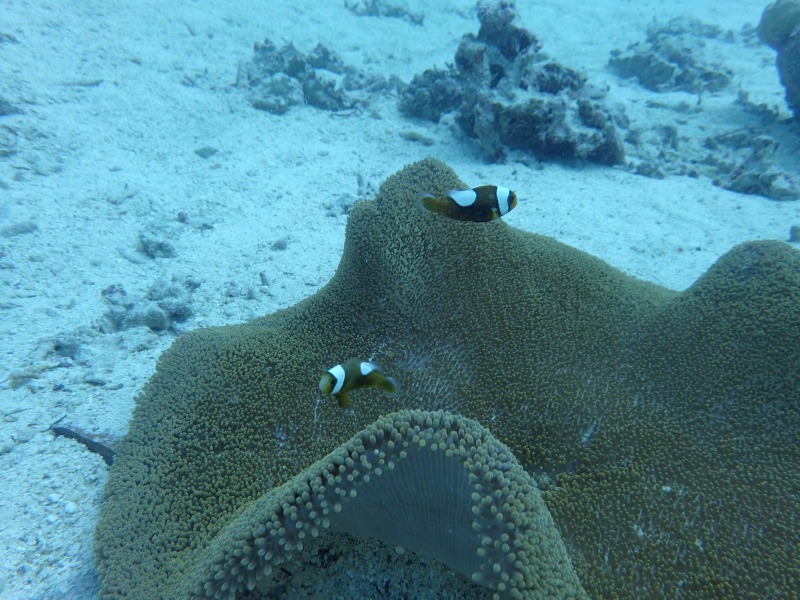 熱帶魚深潛線路探索2