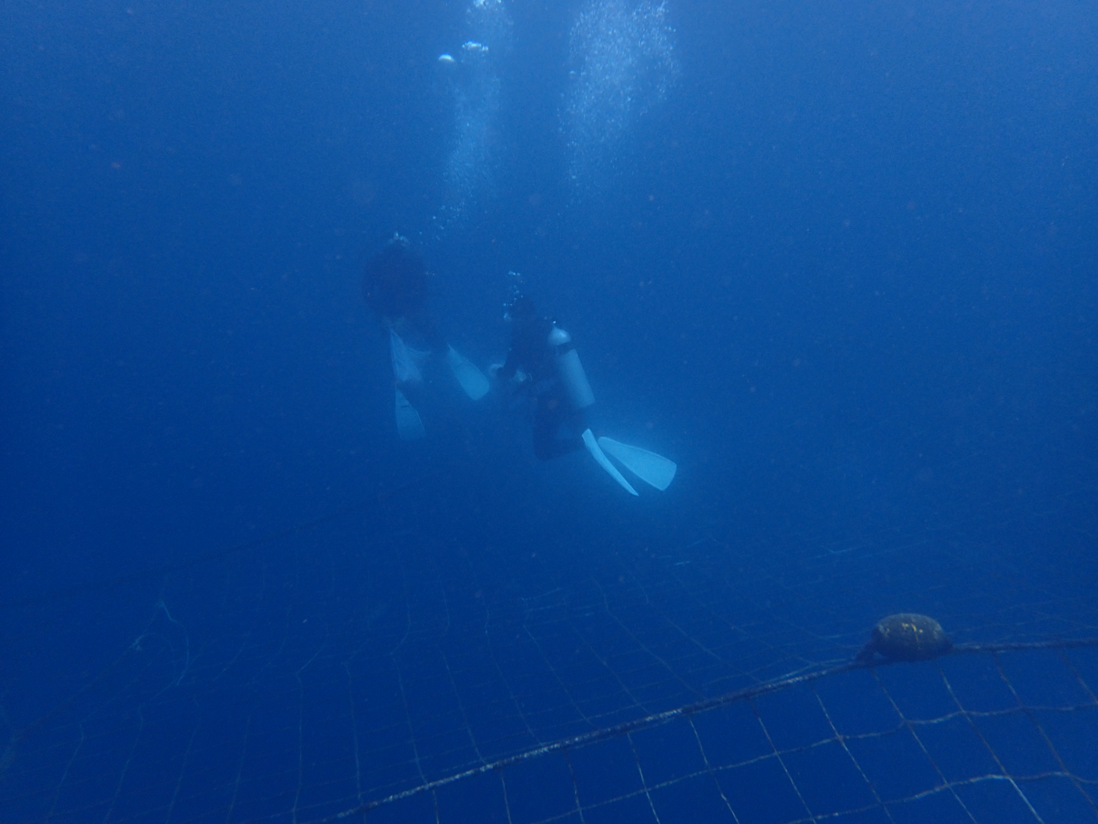 2015.4.22鲸鲨浮潜