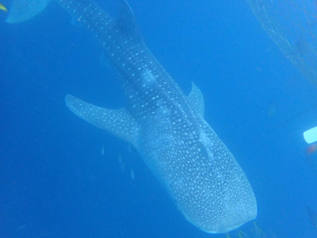 2015.6.6鯨鯊體驗潛水