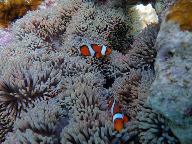 2015.10.25珊瑚養殖場體驗潛水