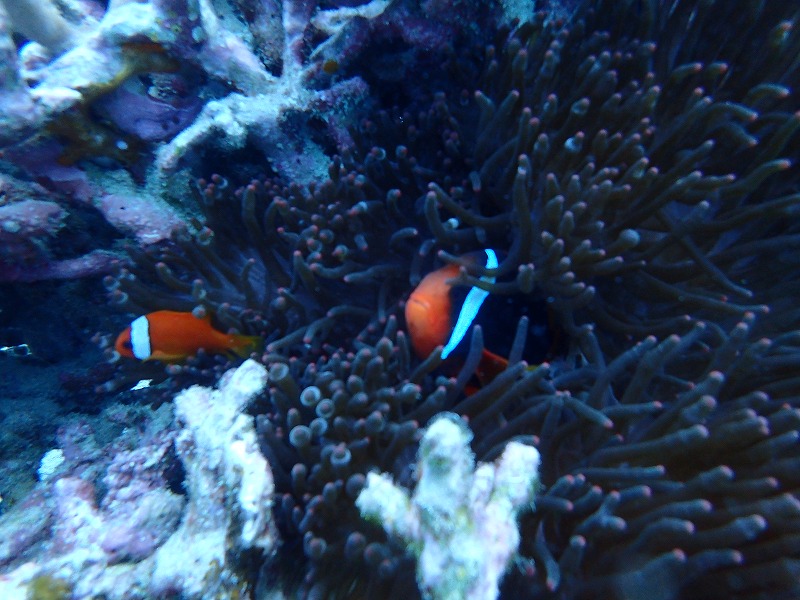 2016.2.26山田熱帶魚珊瑚樂園探索潛水