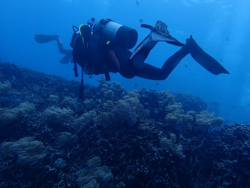熱帶魚珊瑚樂園練習