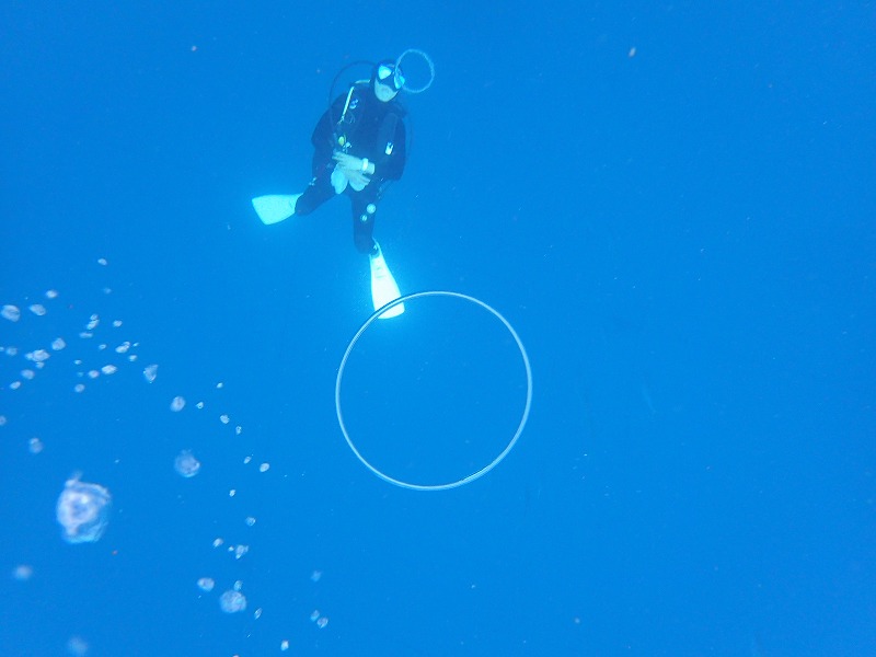 2016.3.6鯨鯊線路體驗潛水