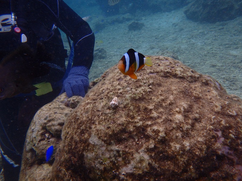 熱帶魚線路體驗潛水