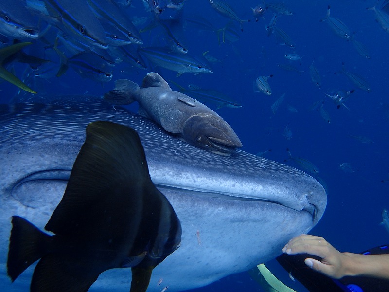 2016年6月3日鯨鯊線路體驗潛水