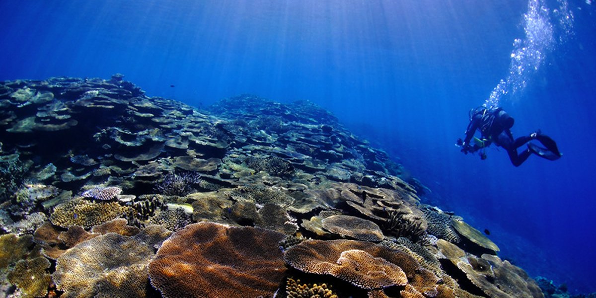 珊瑚養殖線路一個眼睛的照片