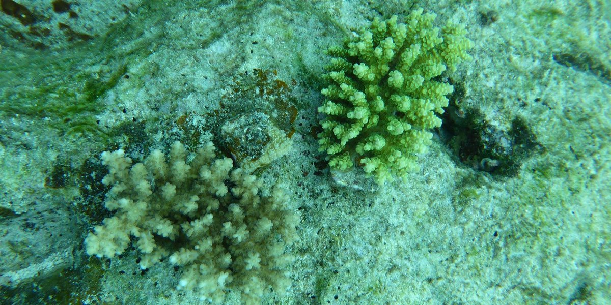珊瑚養殖線路三個眼睛的照片