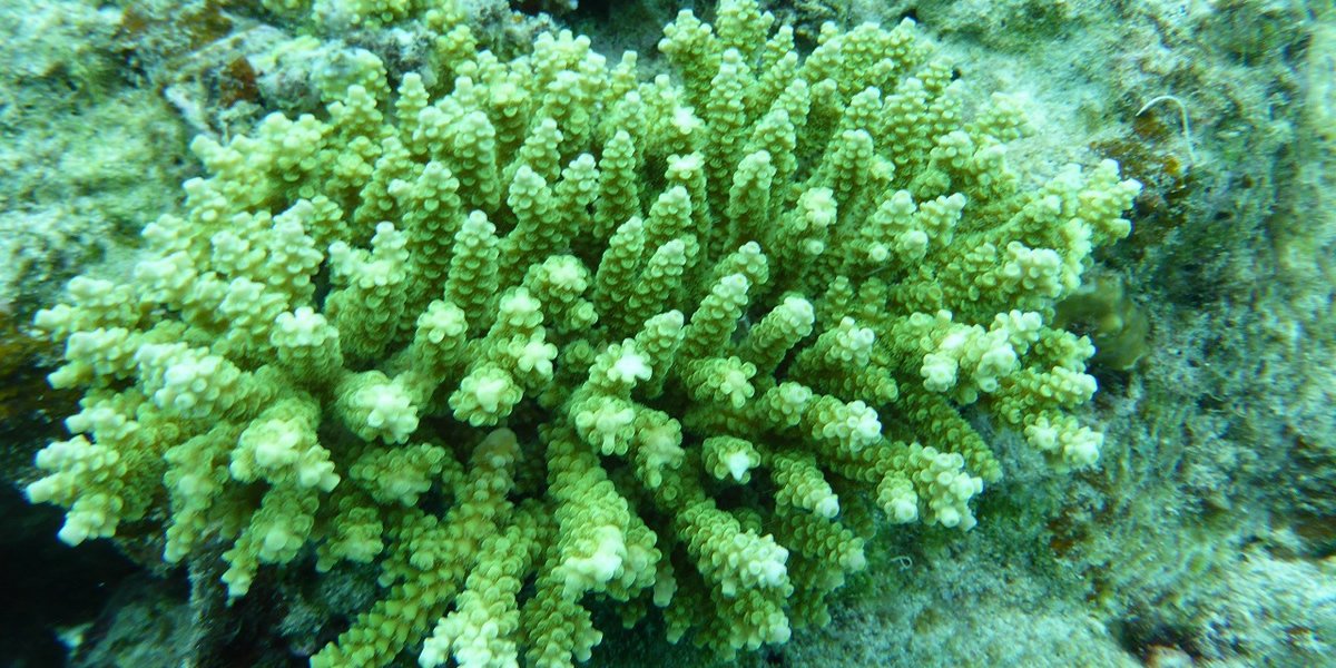 珊瑚養殖線路四個眼睛的照片