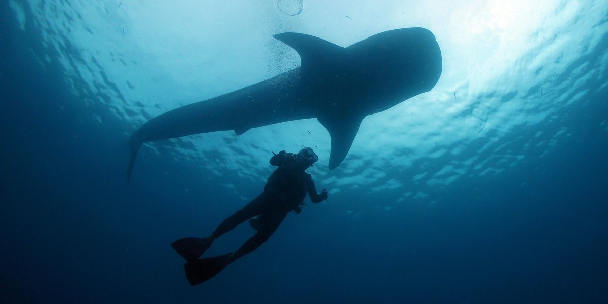 鯨鯊&青洞深潛（有執照）套餐一個眼睛的照片