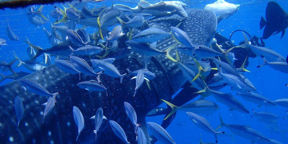 鯨鯊&青洞深潛（有執照）套餐五個眼睛的照片
