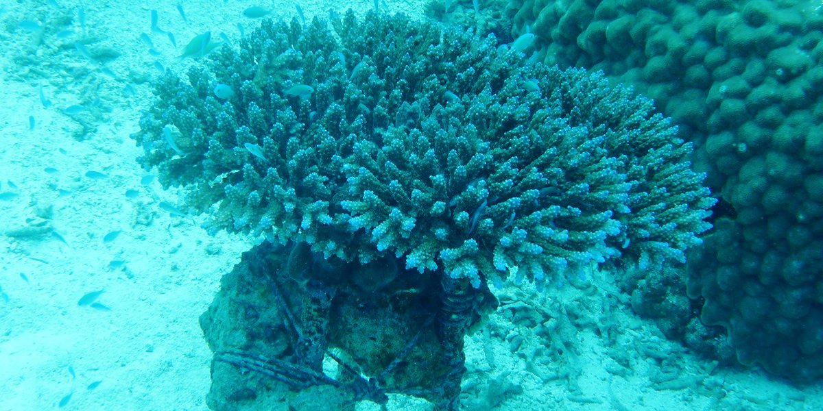 珊瑚養殖線路二個眼睛的照片